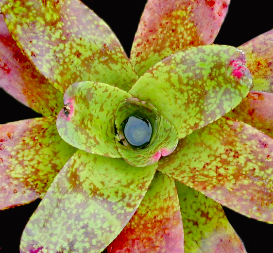 neoregelia-tequila-bromeliad