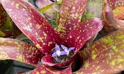 neoregelia-tequila-bromeliad