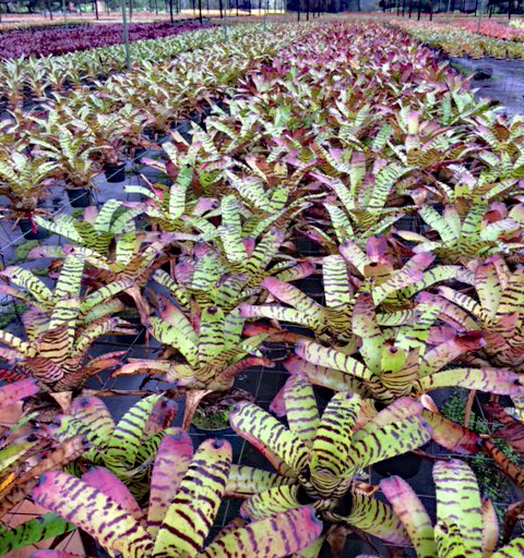 neoregelia-tiger-bromeliad