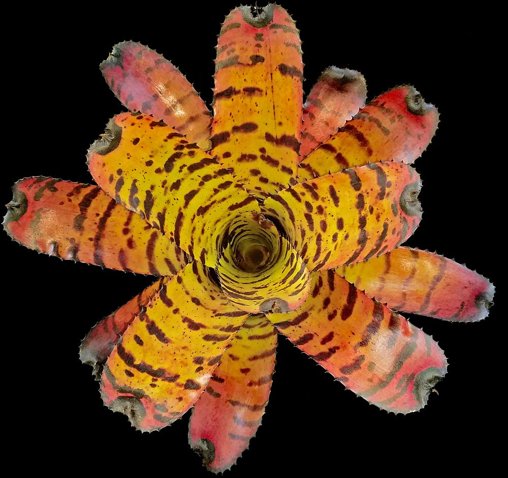 neoregelia-tiger-bromeliad