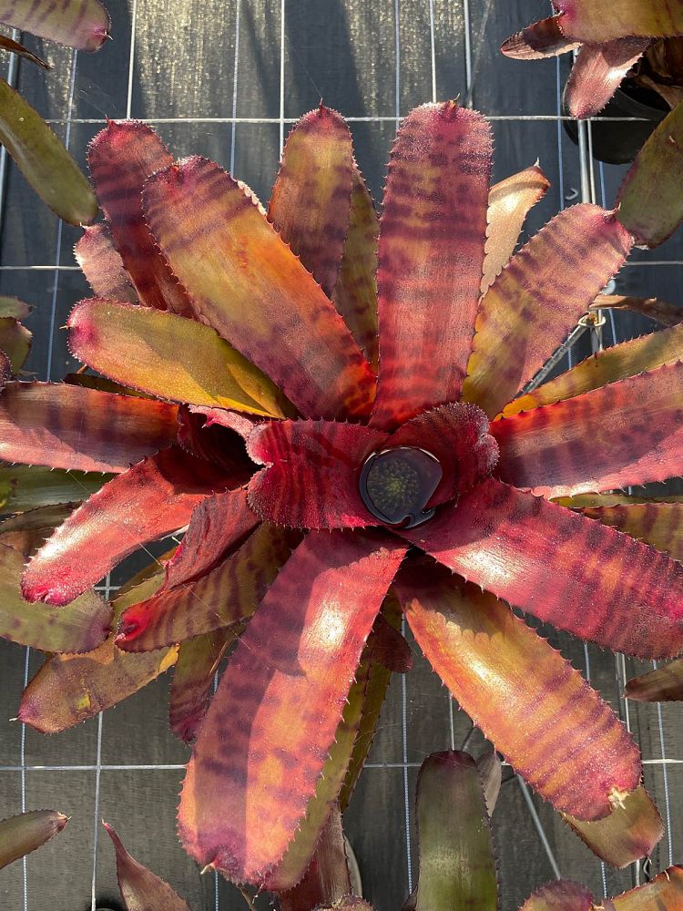 neoregelia-tiger-bromeliad