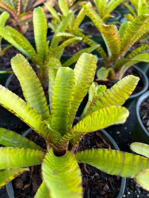 neoregelia-tigrina-bromeliad