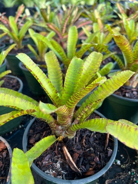 neoregelia-tigrina-bromeliad