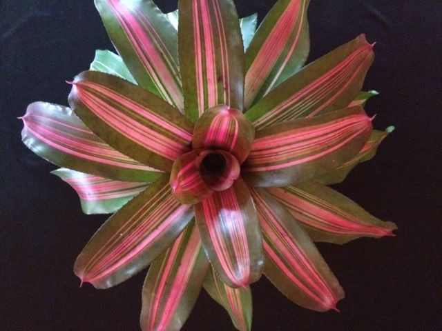 neoregelia-tomasito-bromeliad