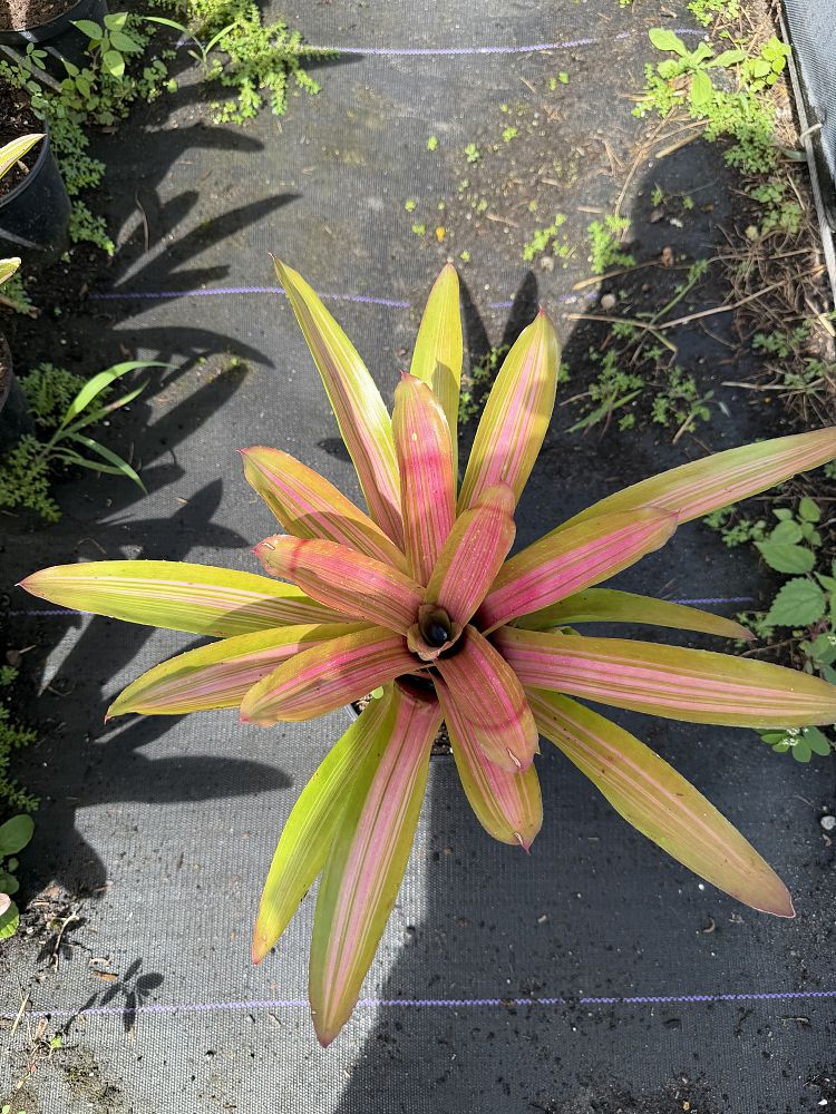 neoregelia-tomasito-bromeliad