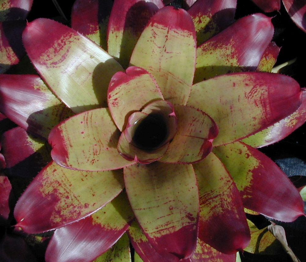 neoregelia-tossed-salad-bromeliad