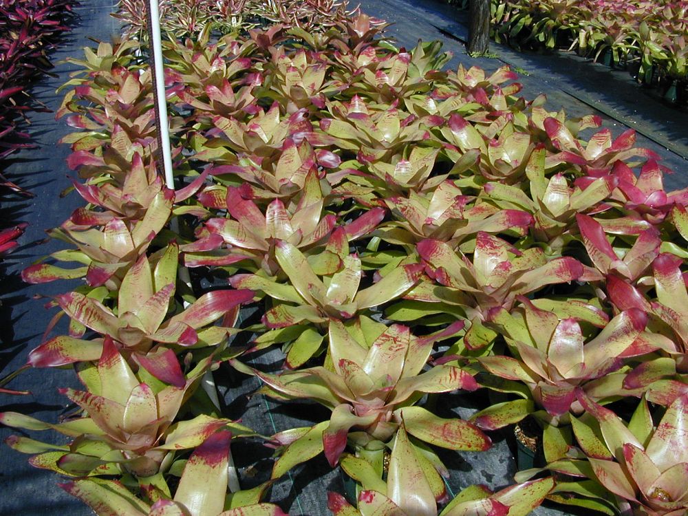 neoregelia-tossed-salad-bromeliad