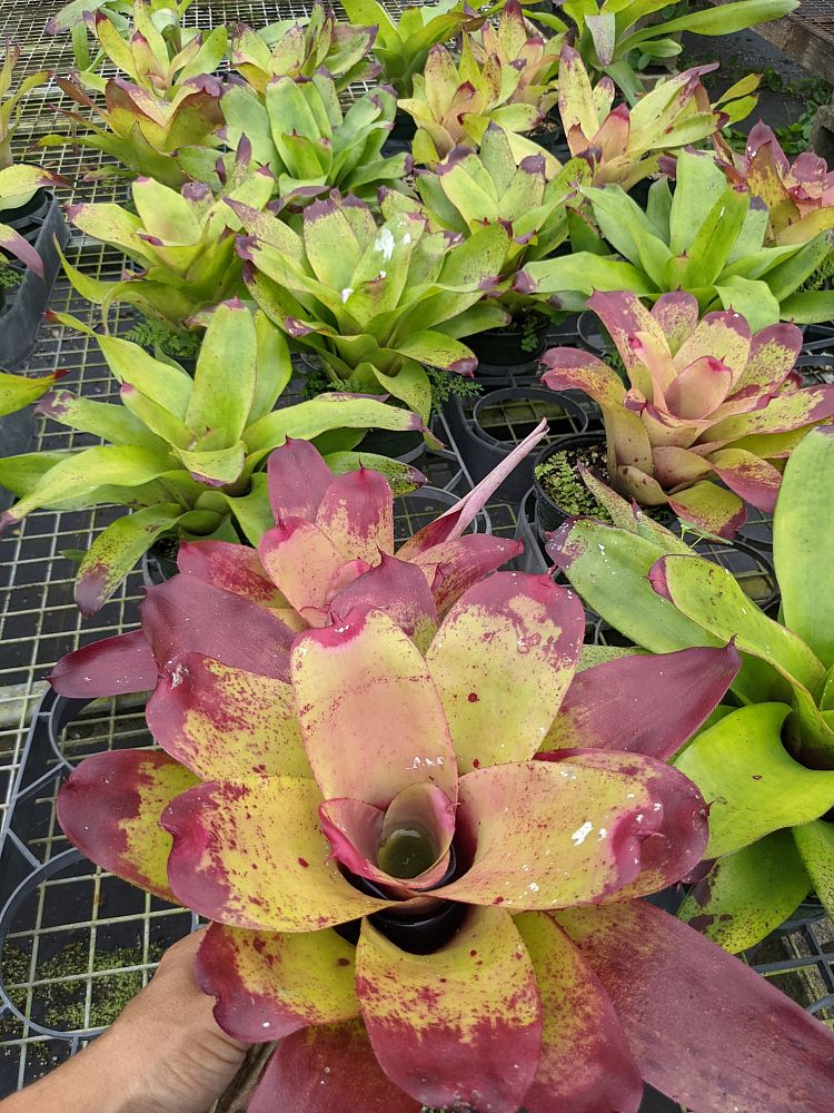 neoregelia-tossed-salad-bromeliad