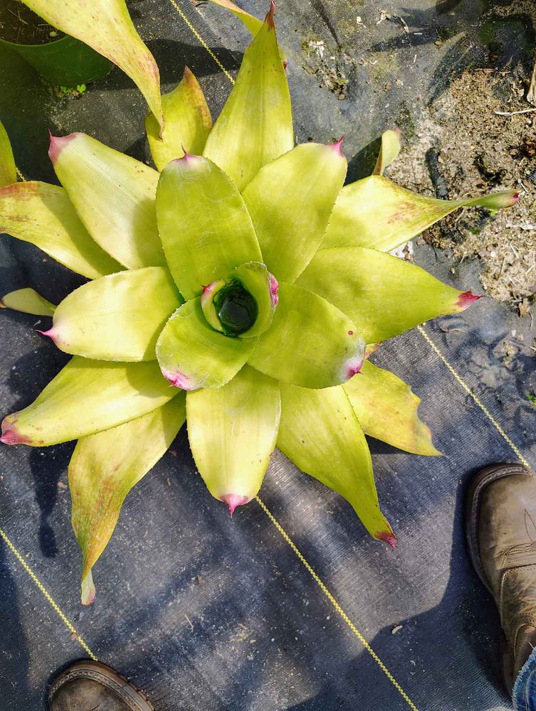 neoregelia-tossed-salad-bromeliad
