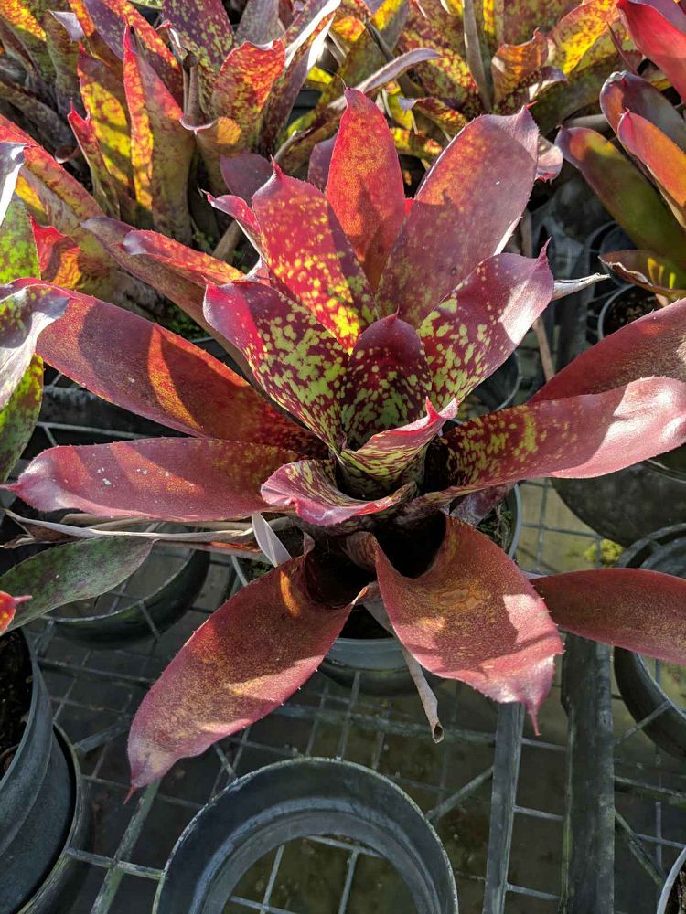 neoregelia-treasure-chest-bromeliad