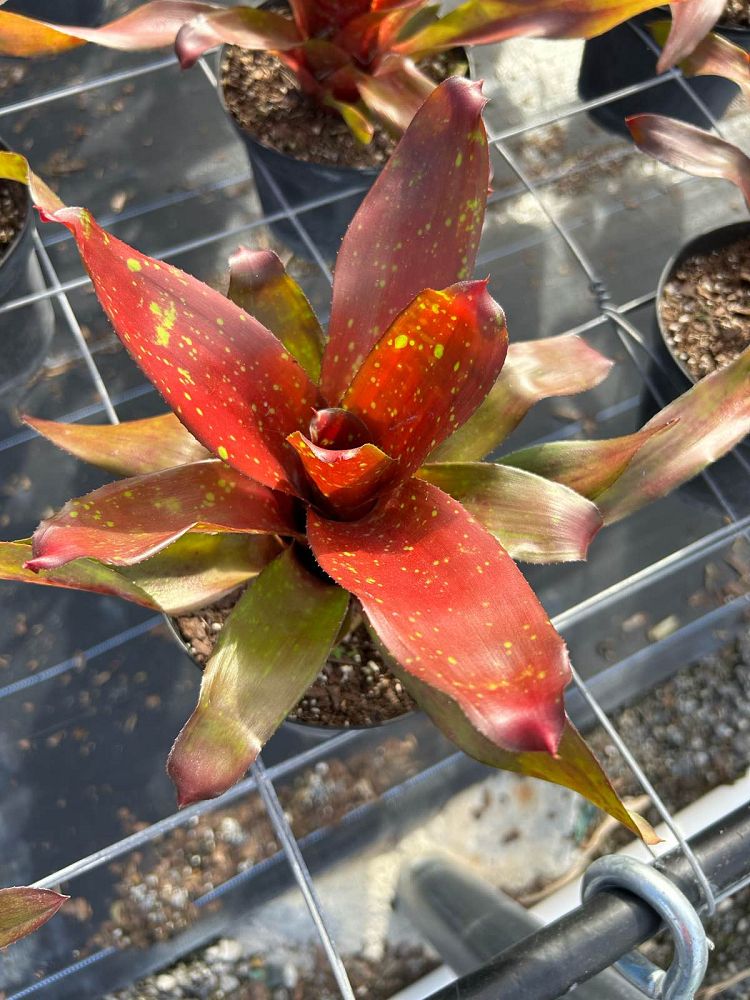 neoregelia-treasure-chest-bromeliad