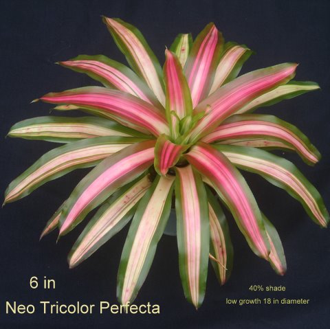 neoregelia-tricolor-bromeliad