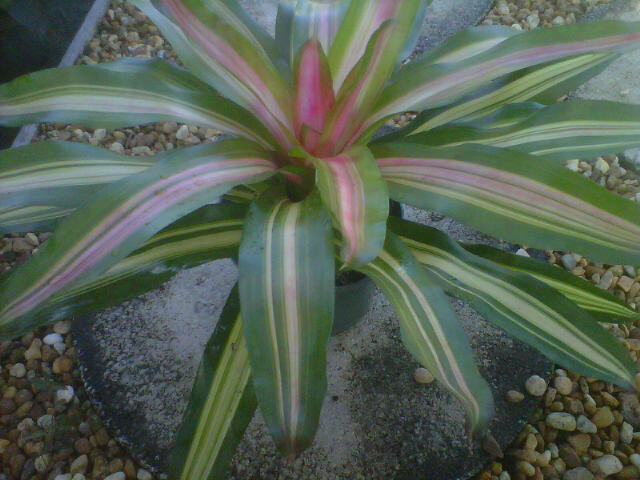 neoregelia-tricolor-bromeliad