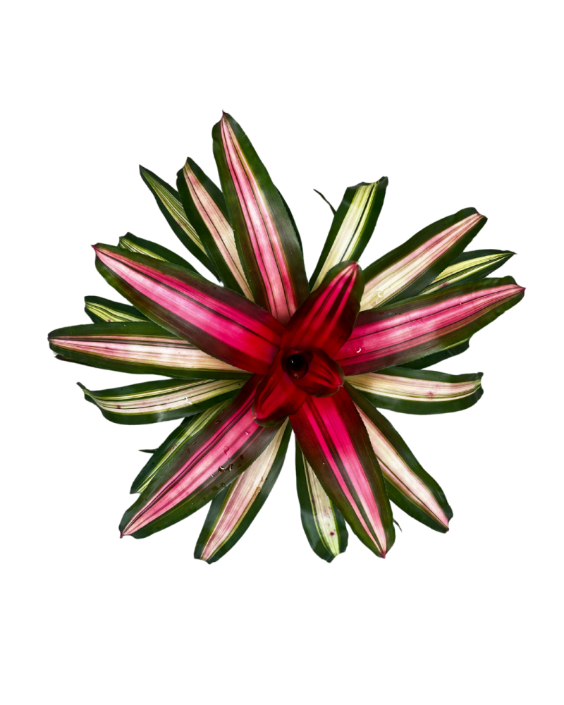 neoregelia-tricolor-bromeliad