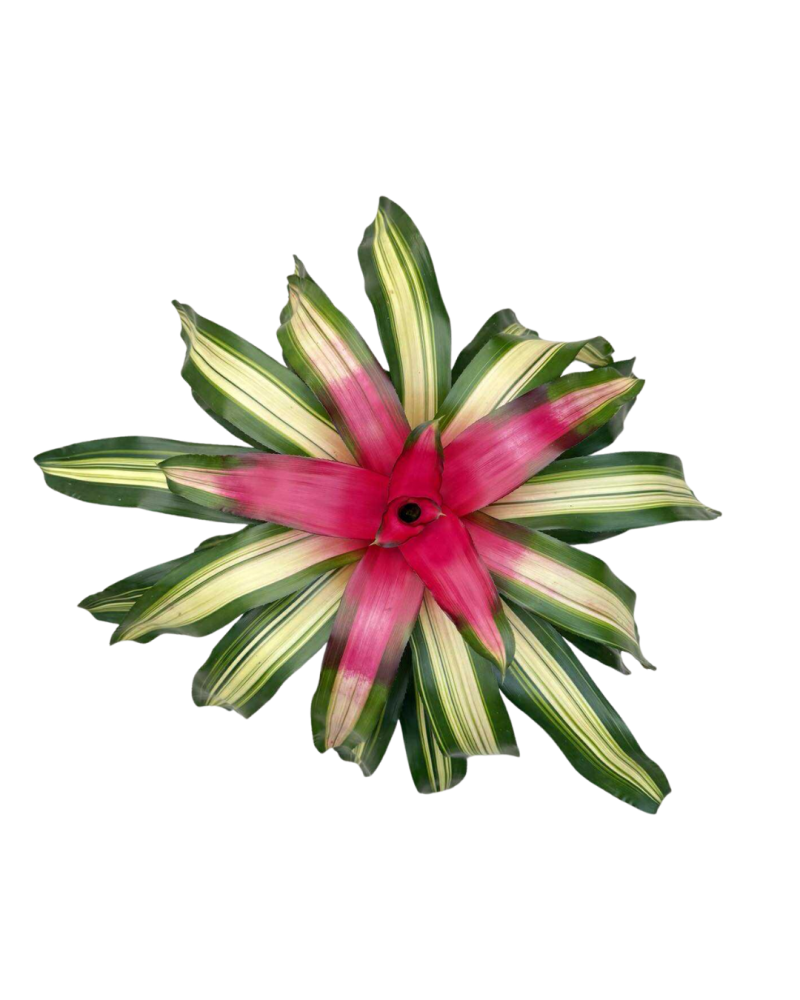 neoregelia-tricolor-bromeliad