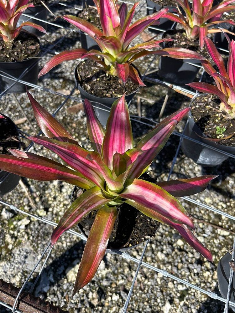 neoregelia-tricolor-bromeliad