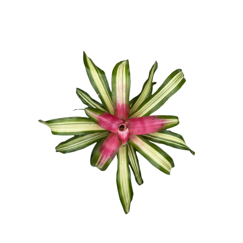 neoregelia-tricolor-bromeliad