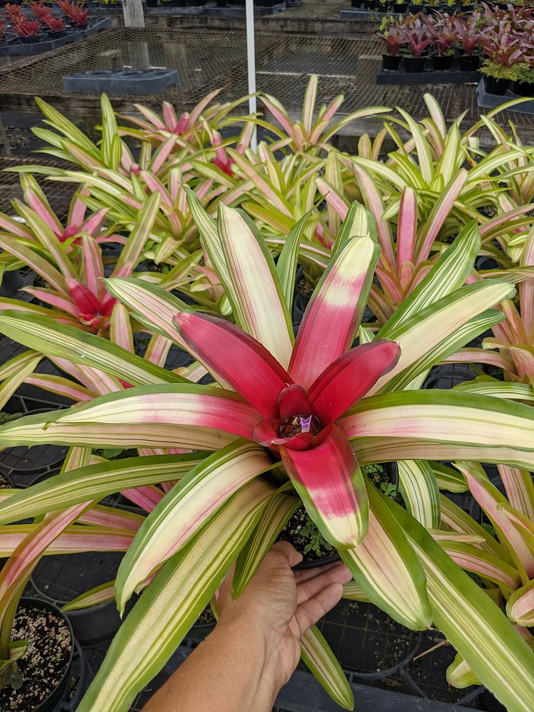neoregelia-ultima-bromeliad