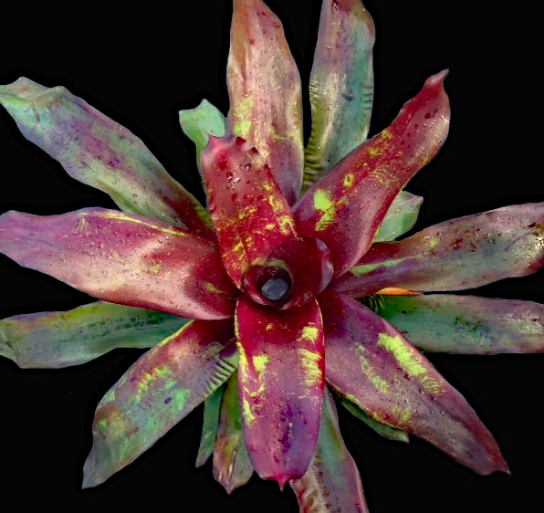 neoregelia-vacation-bromeliad