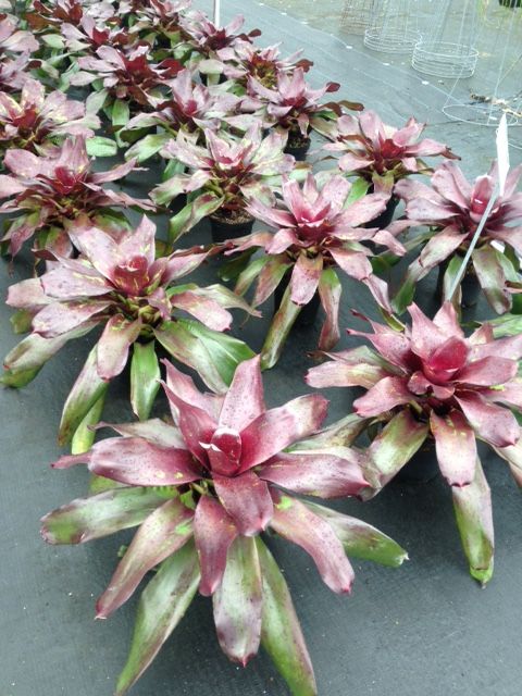 neoregelia-vacation-bromeliad