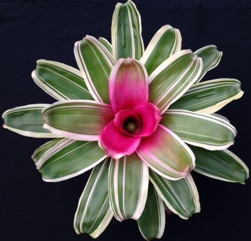 neoregelia-valentines-bromeliad