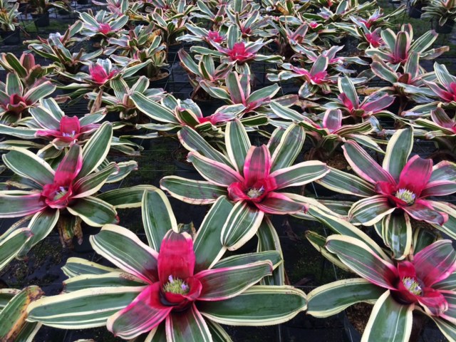 neoregelia-valentines-bromeliad