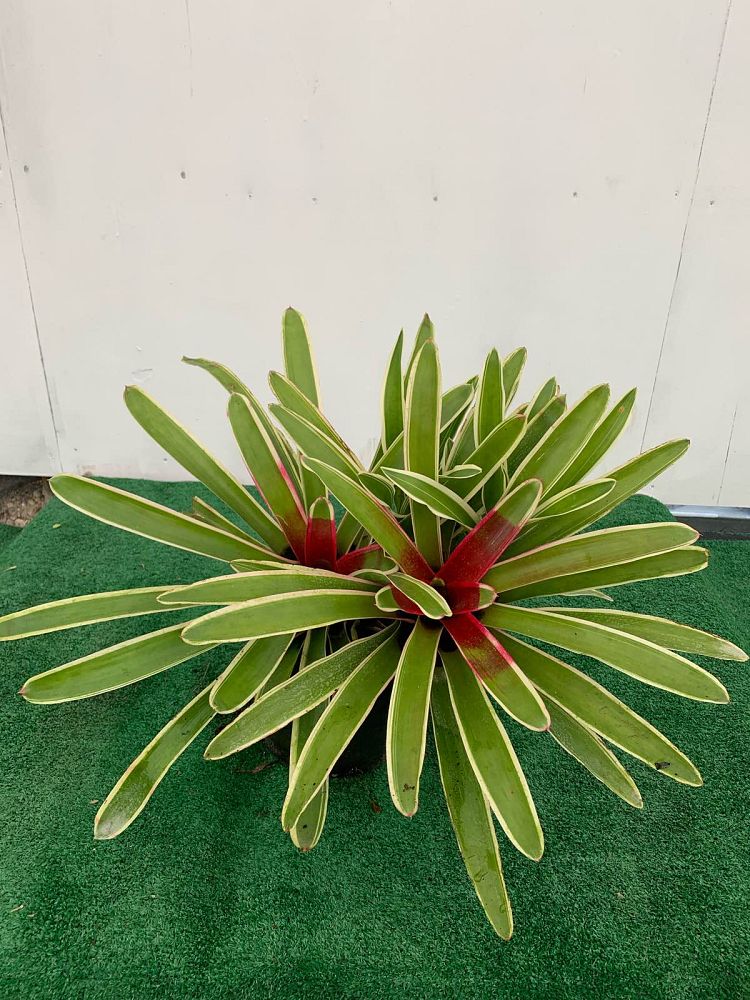 neoregelia-variegated-fireball-bromeliad