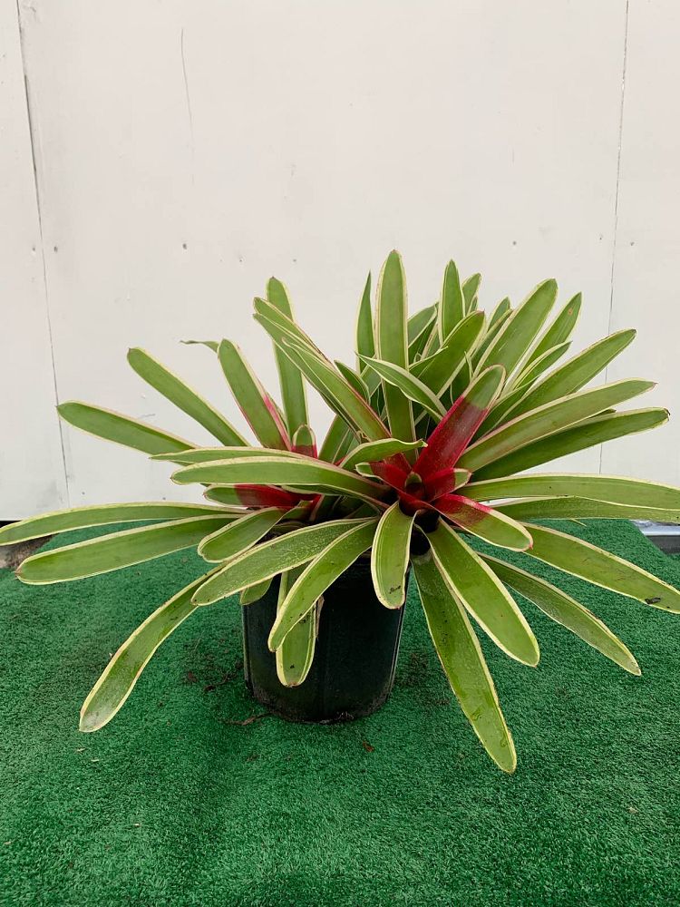 neoregelia-variegated-fireball-bromeliad