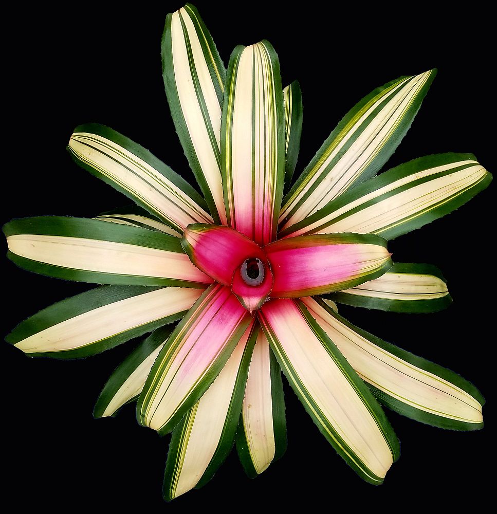 neoregelia-venus-bromeliad