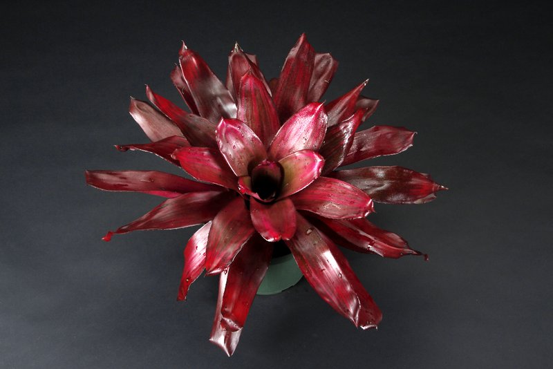 neoregelia-voodoo-doll-bromeliad