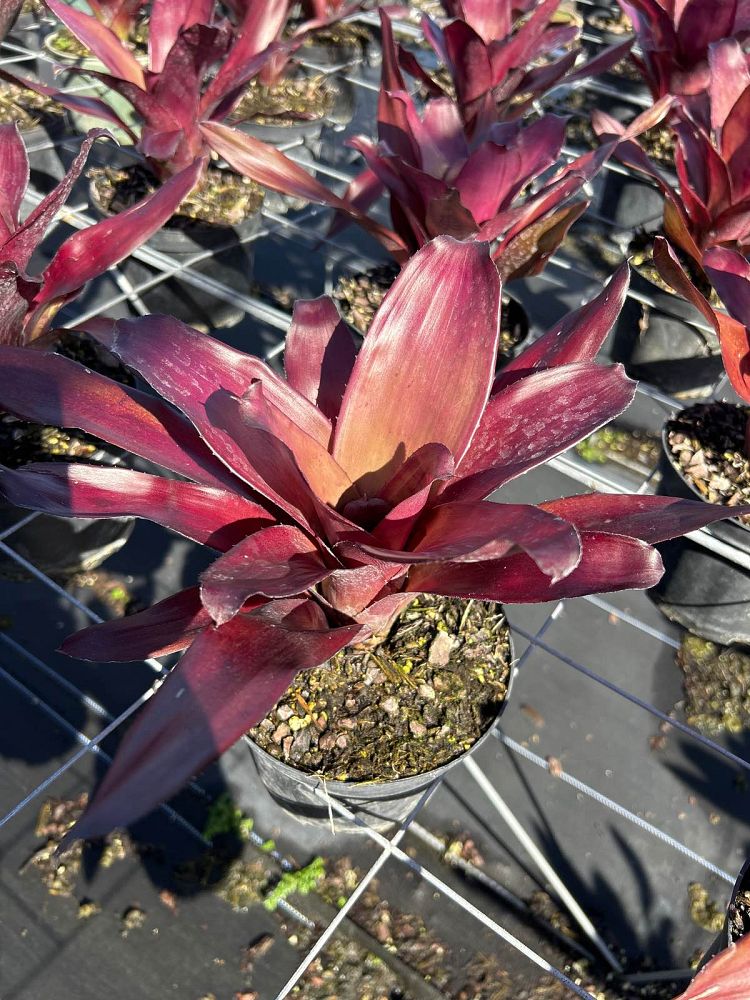 neoregelia-voodoo-doll-bromeliad
