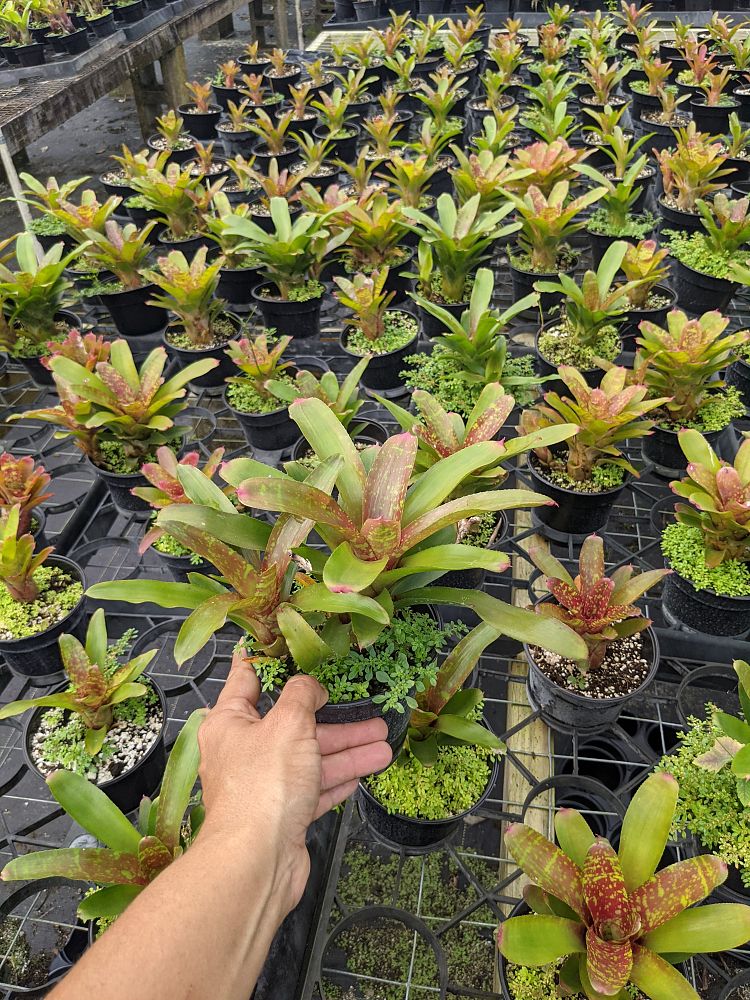 neoregelia-wild-tiger-bromeliad