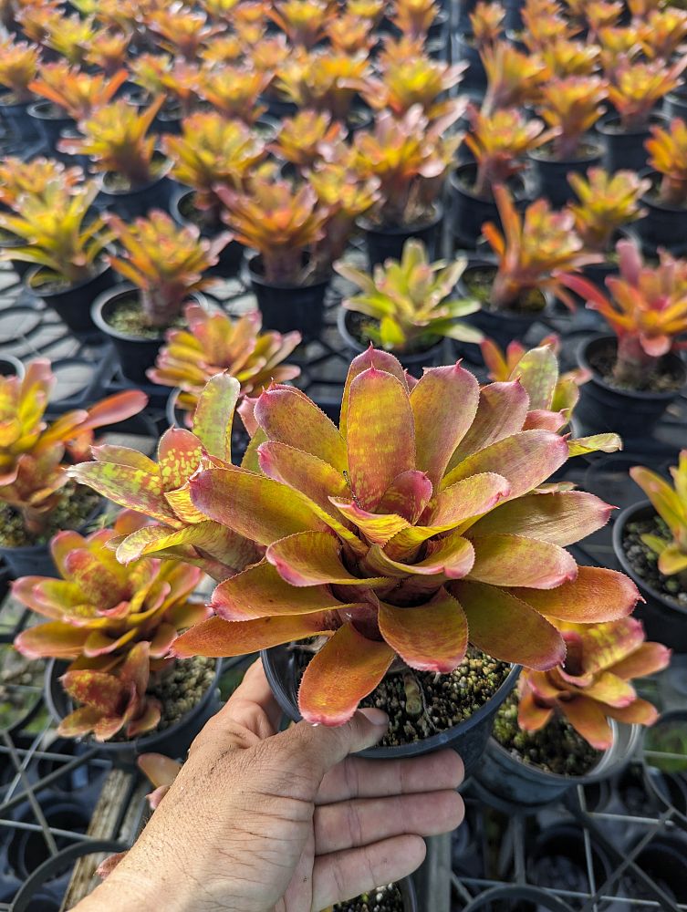 neoregelia-wild-tiger-bromeliad