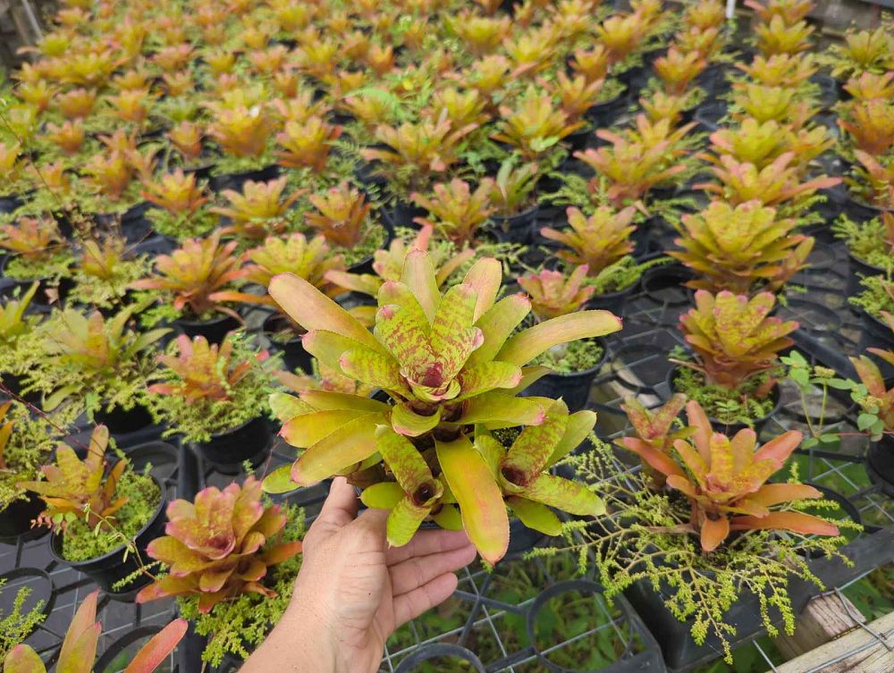 neoregelia-wild-tiger-bromeliad