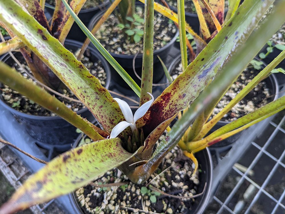 neoregelia-wilsoniana-bromeliad