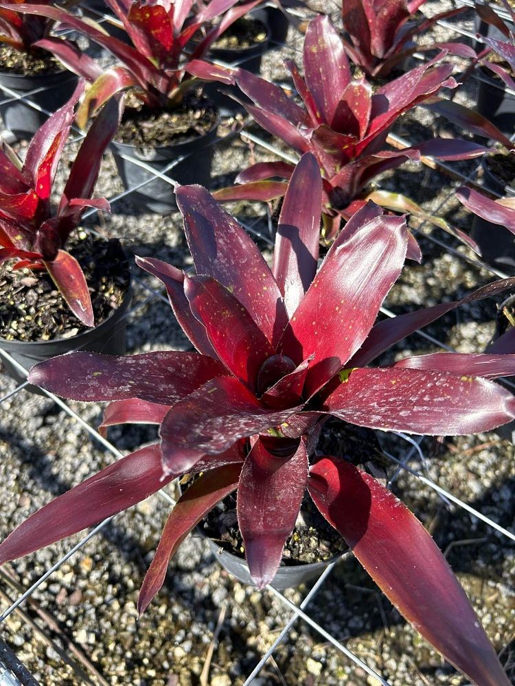 neoregelia-wine-and-gold