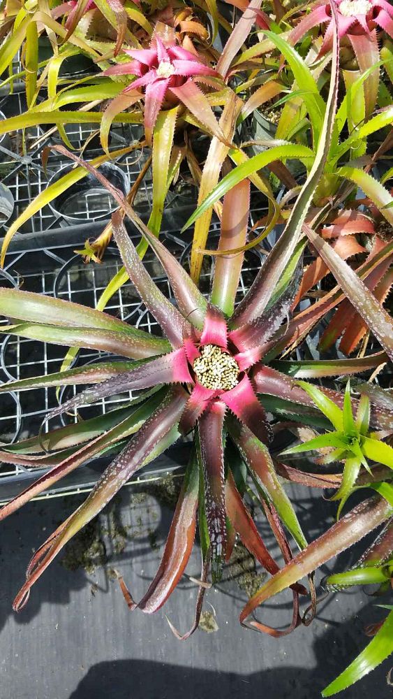 neoregelia-wurdackii-bromeliad