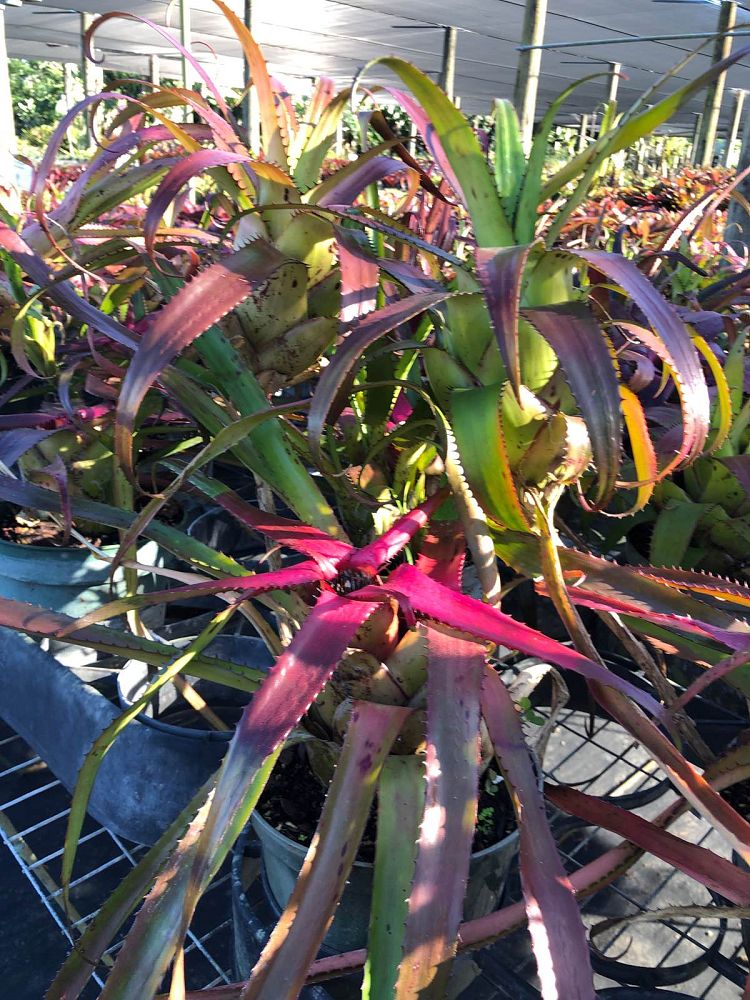 neoregelia-wurdackii-bromeliad