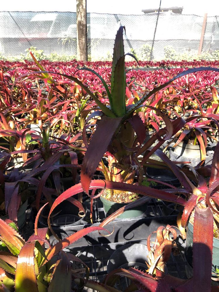 neoregelia-wurdackii-bromeliad