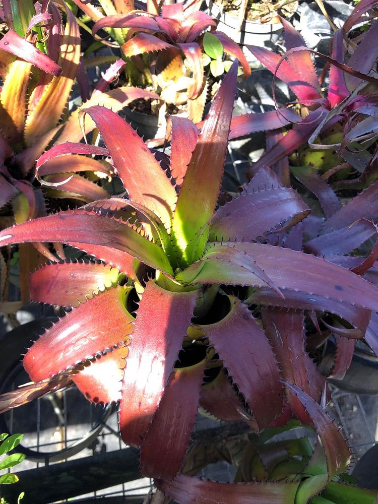 neoregelia-wurdackii-bromeliad