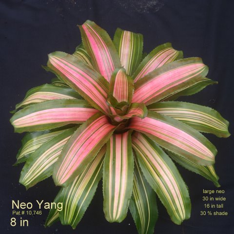 neoregelia-yang-bromeliad