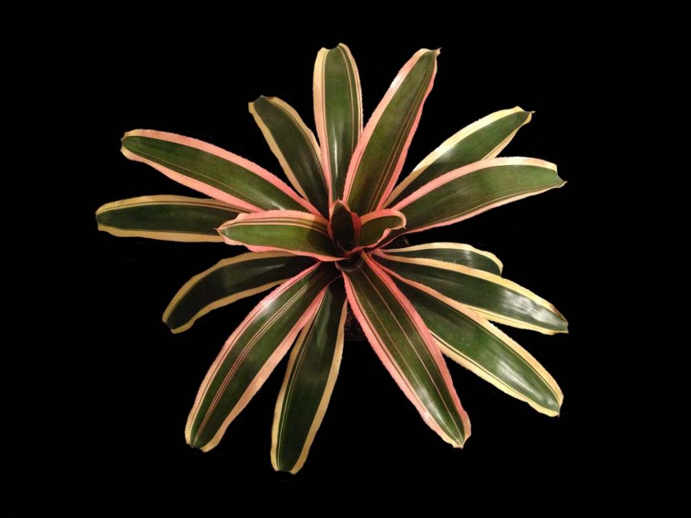 neoregelia-ying-bromeliad