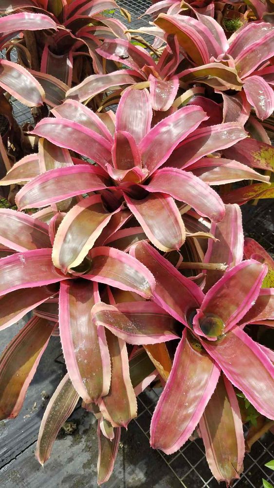 neoregelia-ying-bromeliad