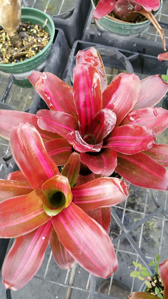 neoregelia-zoe-bromeliad-striped-fireball