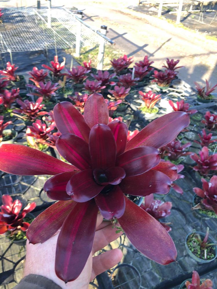 neoregelia-zoe-bromeliad-striped-fireball