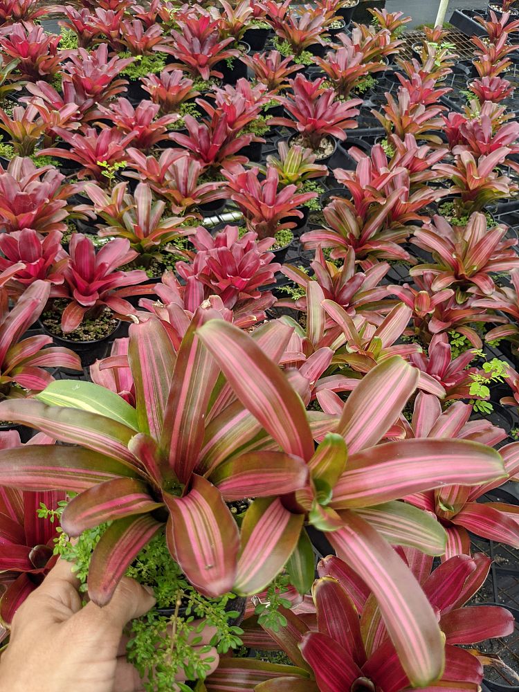 neoregelia-zoe-bromeliad-striped-fireball