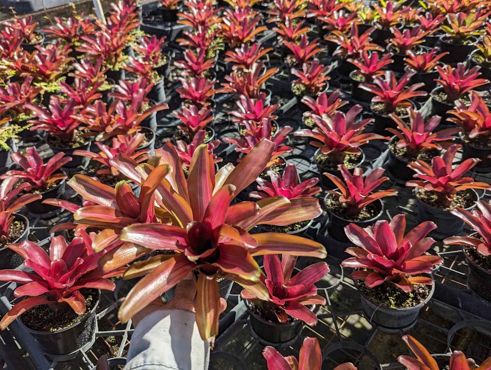 neoregelia-zoe-bromeliad-striped-fireball