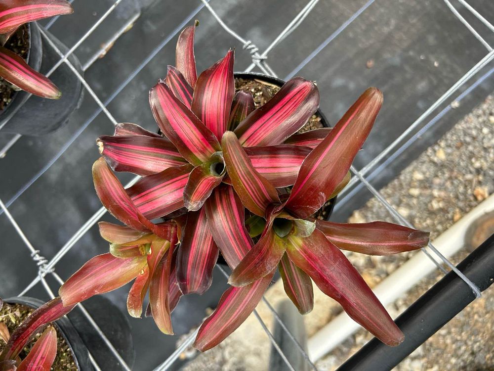 neoregelia-zoe-bromeliad-striped-fireball