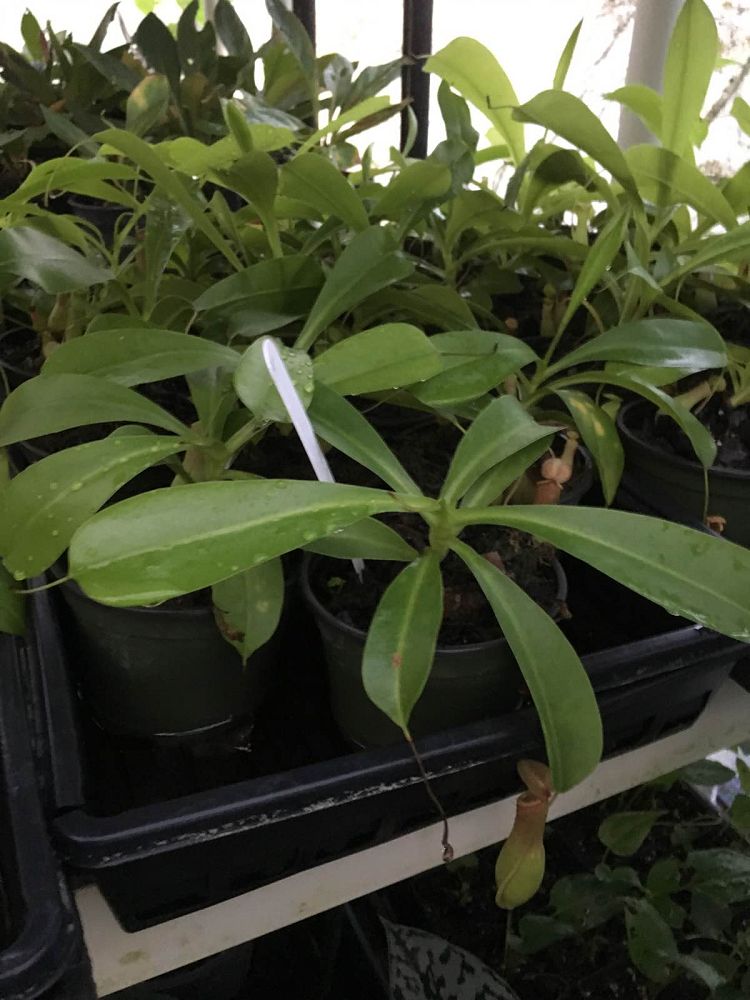 nepenthes-alata-pitcher-plant