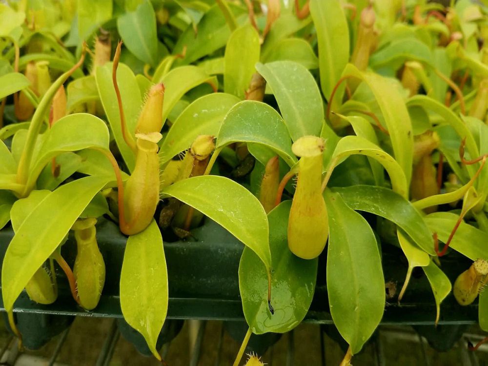 nepenthes-alata-pitcher-plant